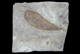 Fossil Mahogany And Yellowwood Leaves - Nebraska #119344-1